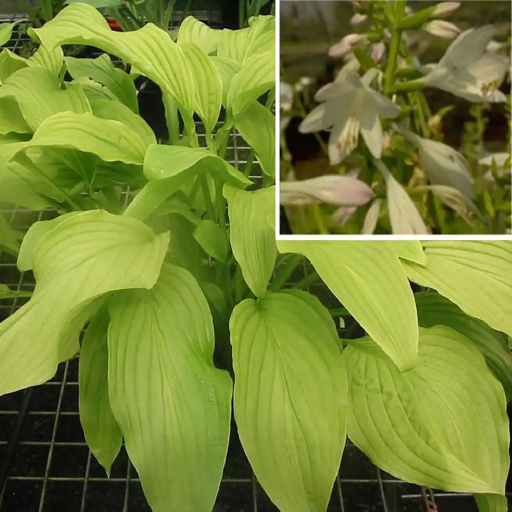 HOSTA 'Honeybells'