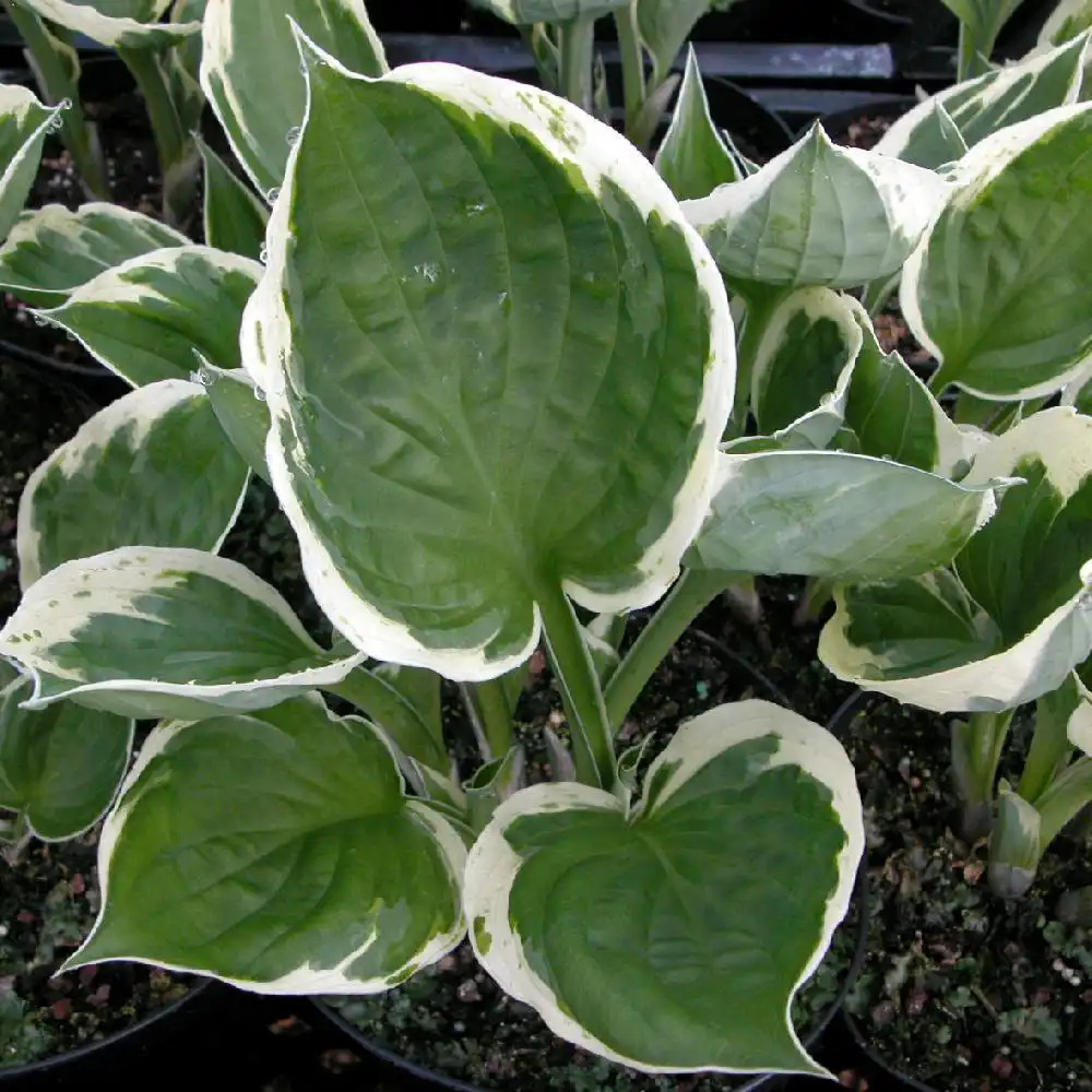 HOSTA 'Independence'