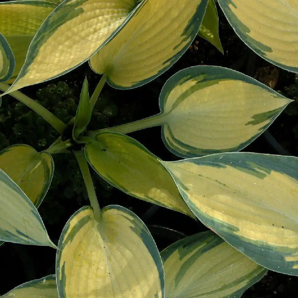 HOSTA 'June'