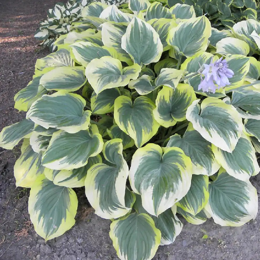 HOSTA 'Liberty'