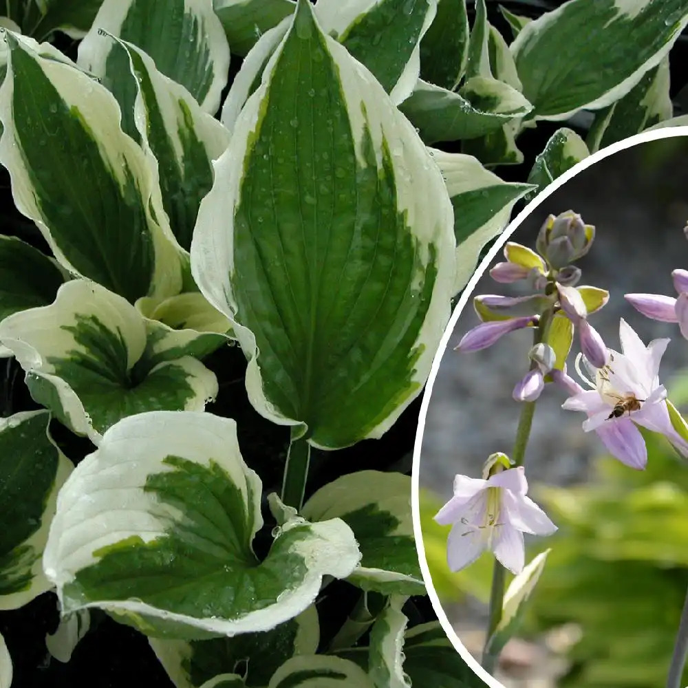 HOSTA 'Patriot'