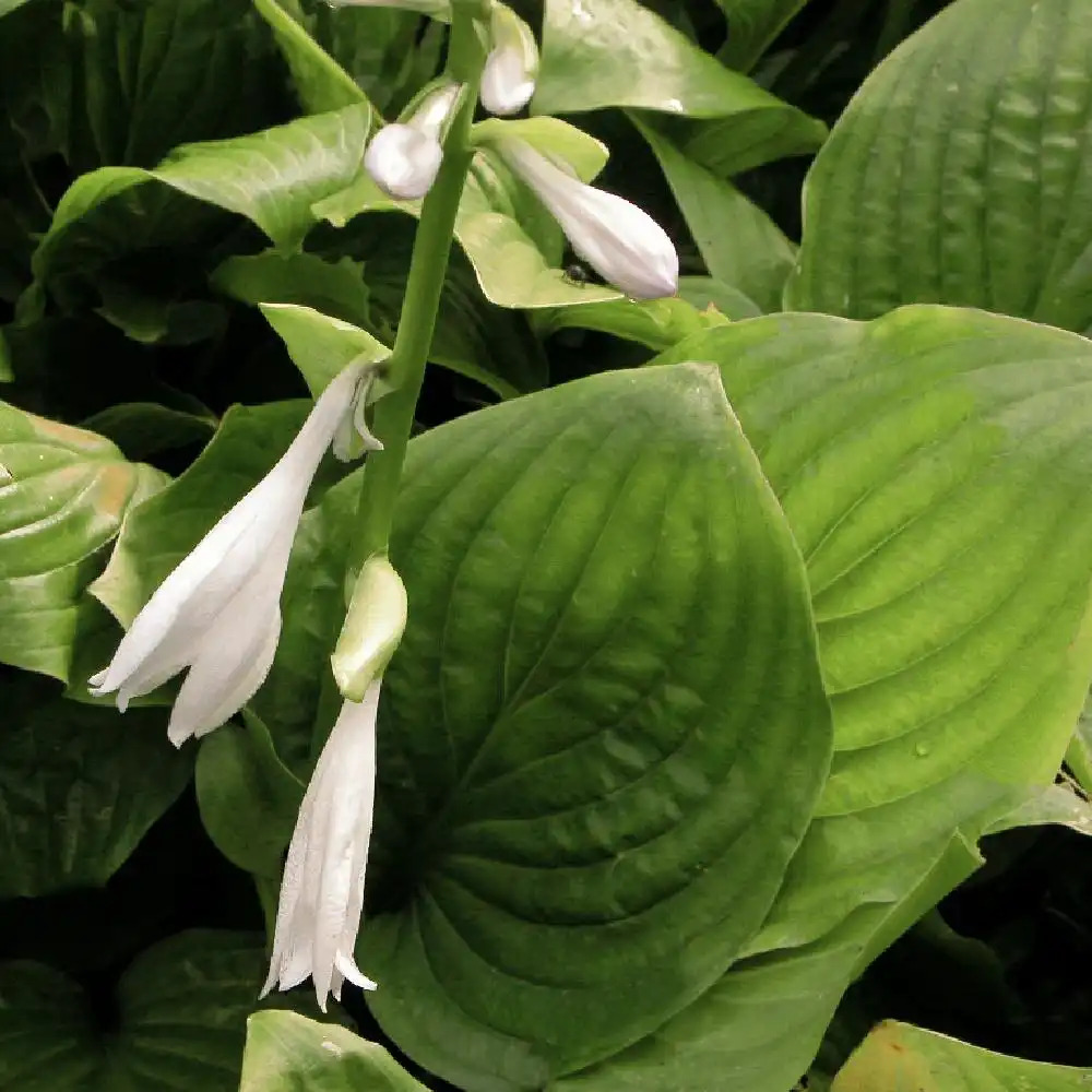 HOSTA plantaginea var. japonica (grandiflora)