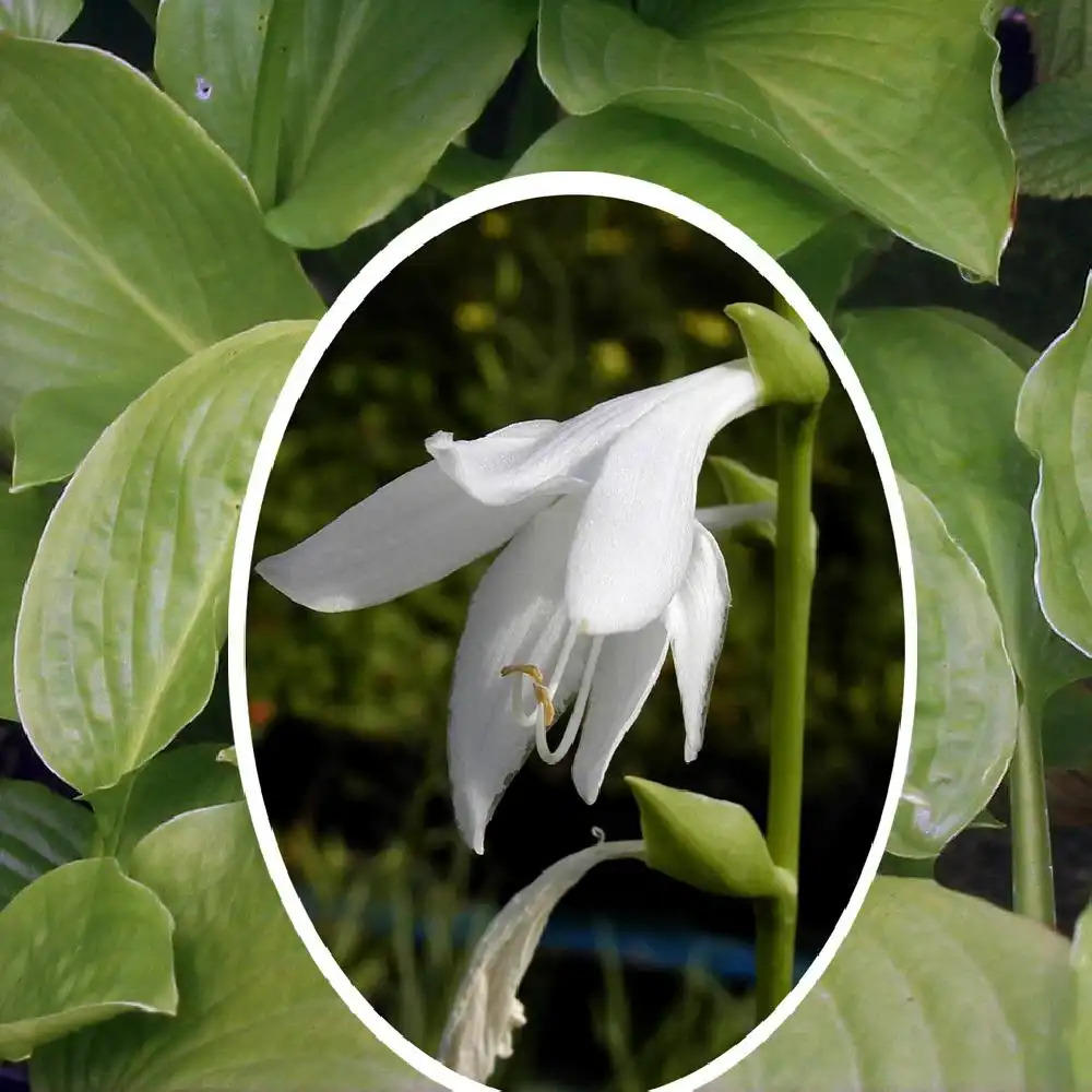 HOSTA plantaginea