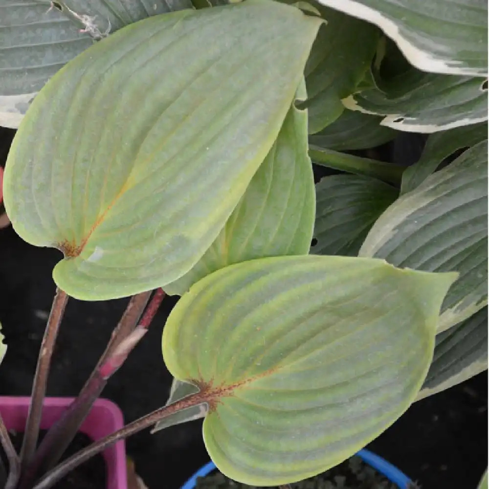 HOSTA 'Purple Heart'