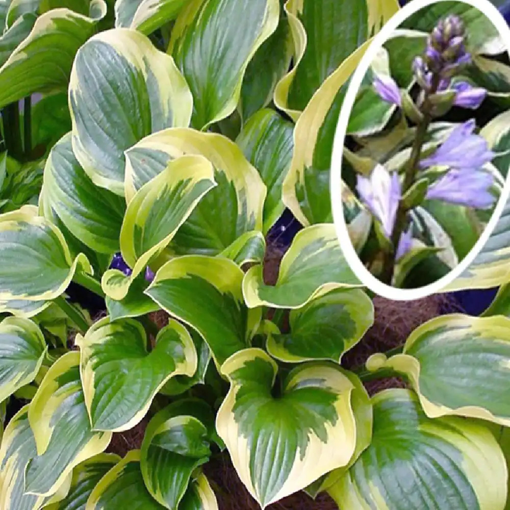 HOSTA 'Queen Josephine'