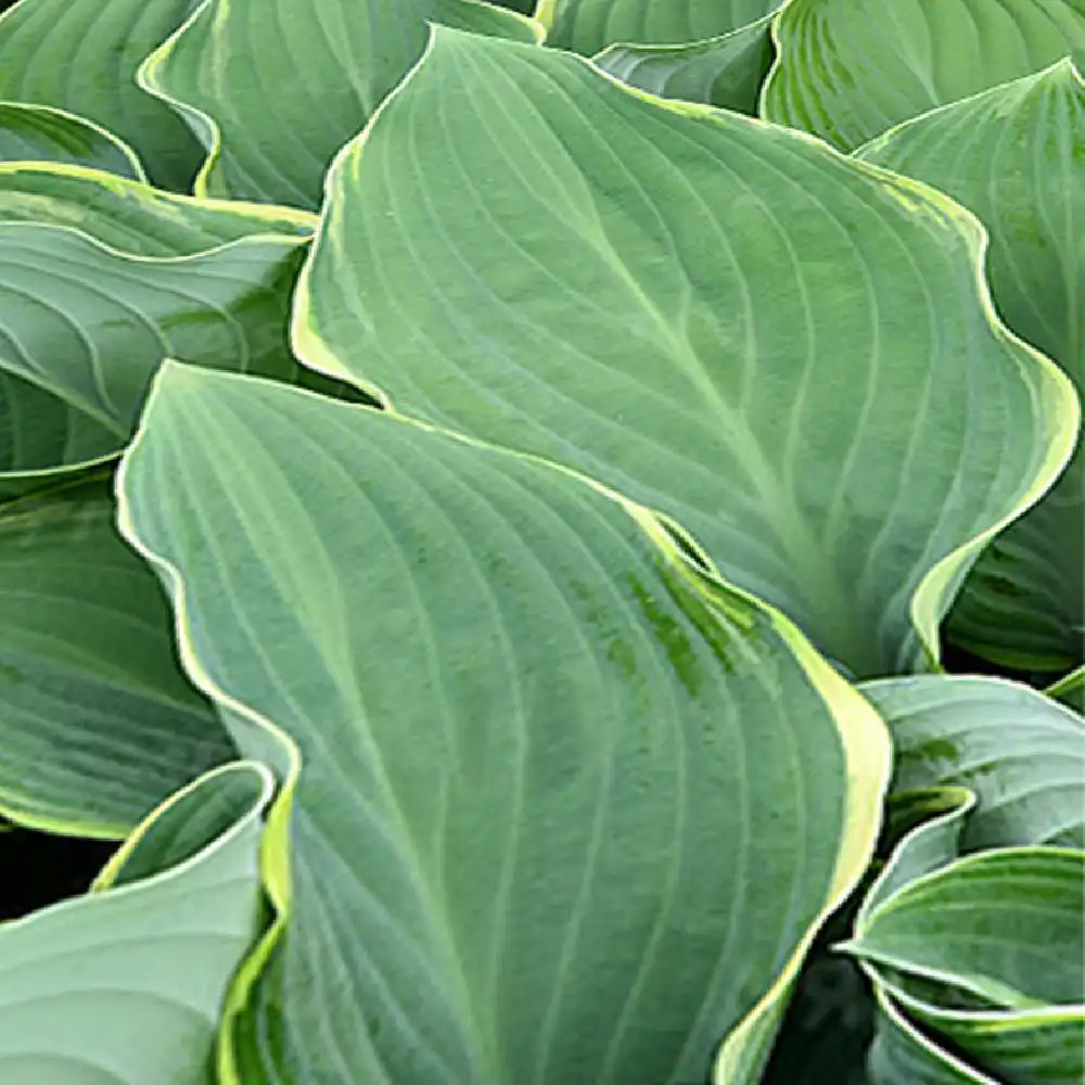 HOSTA 'Regal Splendor'