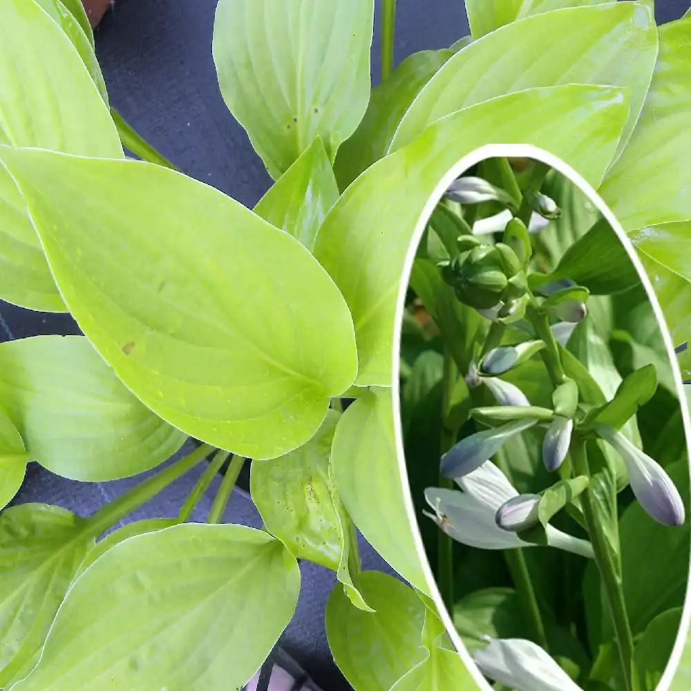 HOSTA 'Royal Standard'