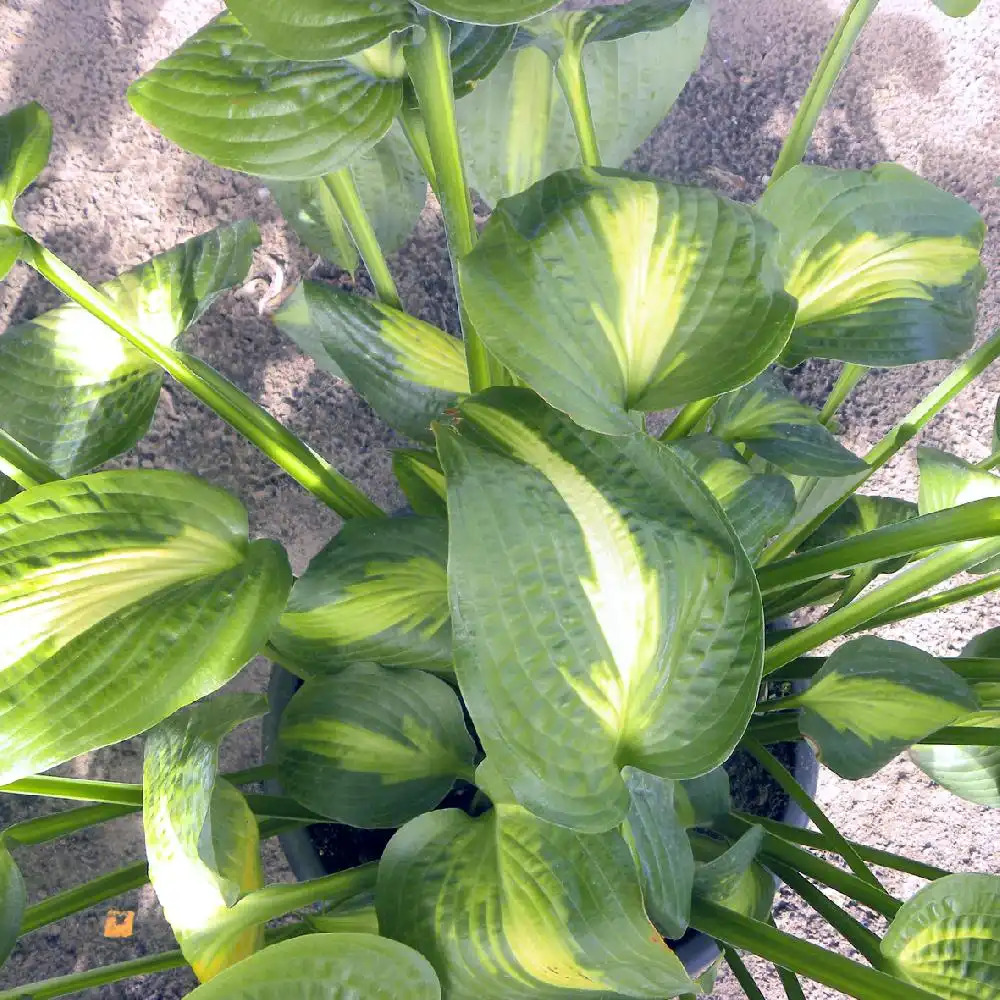 HOSTA 'Saint Paul'