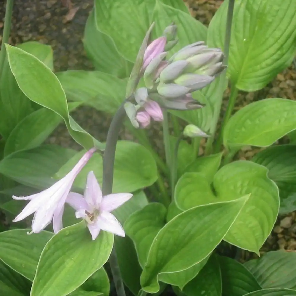 HOSTA sieboldiana