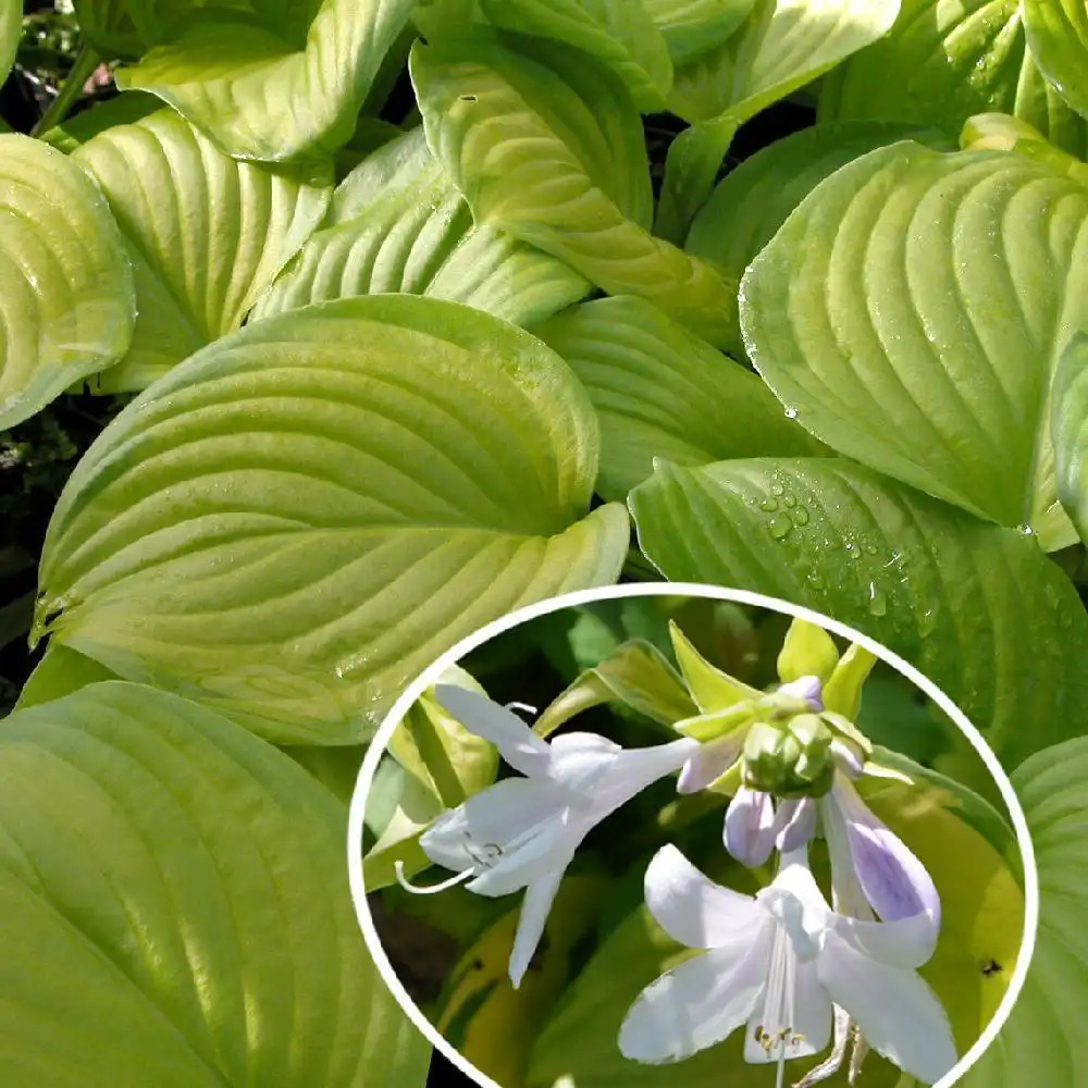 HOSTA 'Stained Glass'