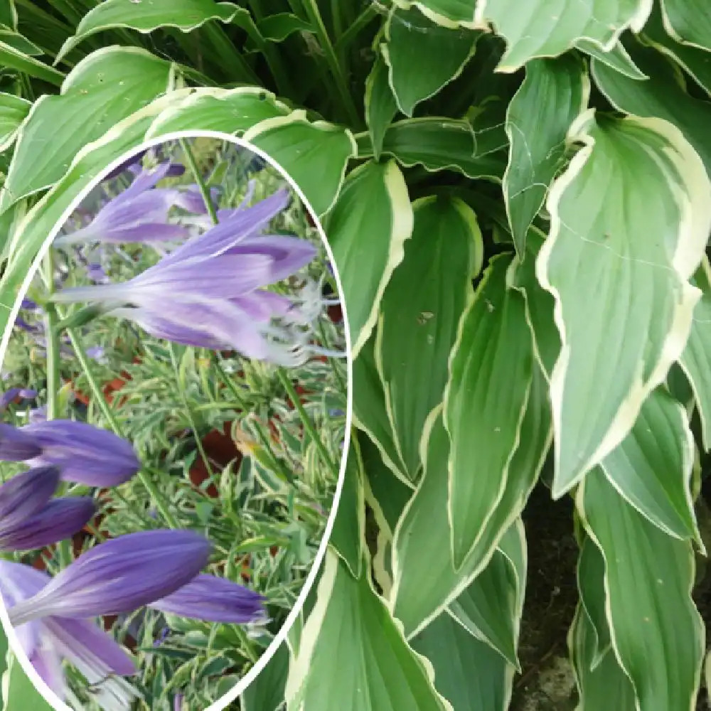 HOSTA 'Stiletto'