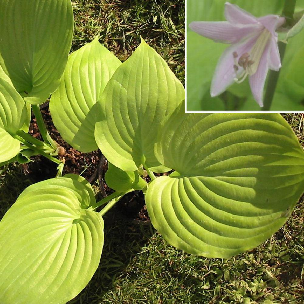 HOSTA 'Sum and Substance'