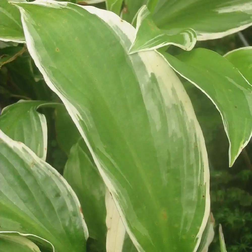 HOSTA 'Undulata Albomarginata'