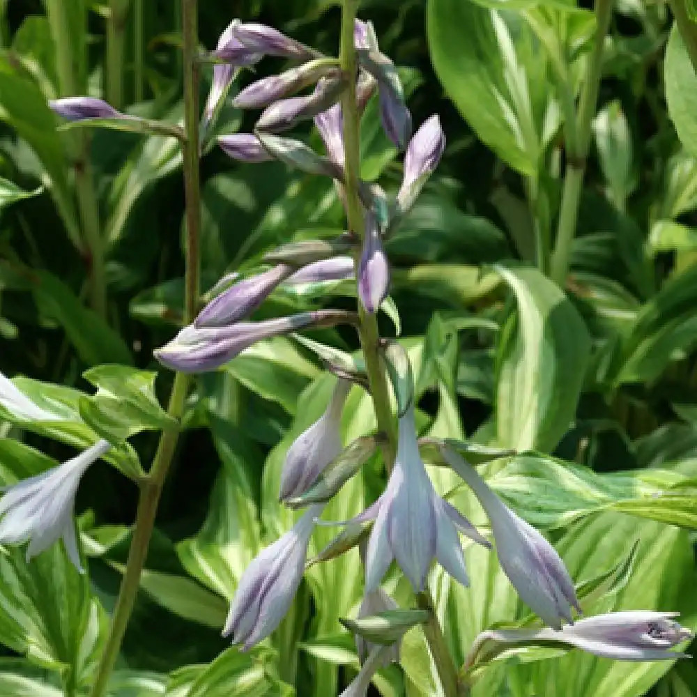 HOSTA 'Undulata Mediovariegata'