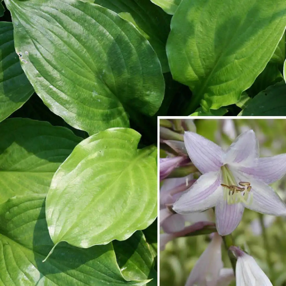 HOSTA ventricosa