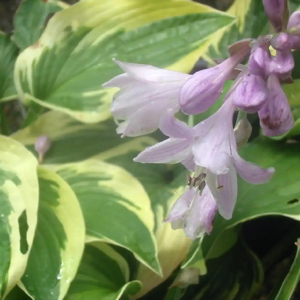 HOSTA 'Wide Brim'