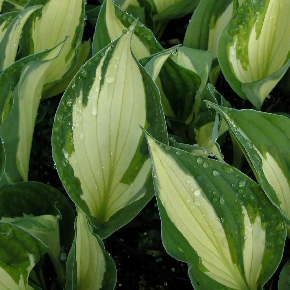 HOSTA (fortunei) 'Whirlwind'