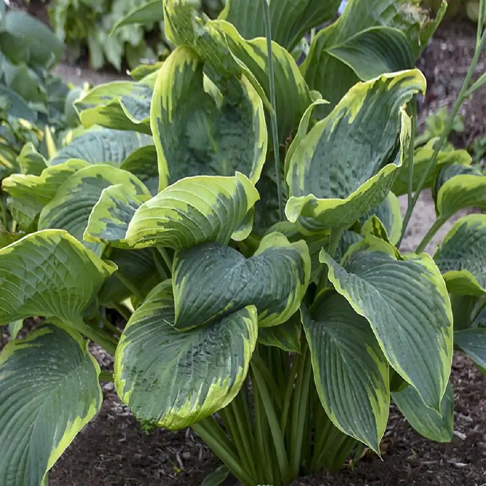 HOSTA 'Wu-La-La'