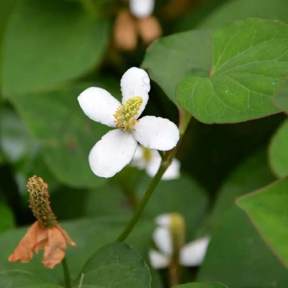 HOUTTUYNIA cordata