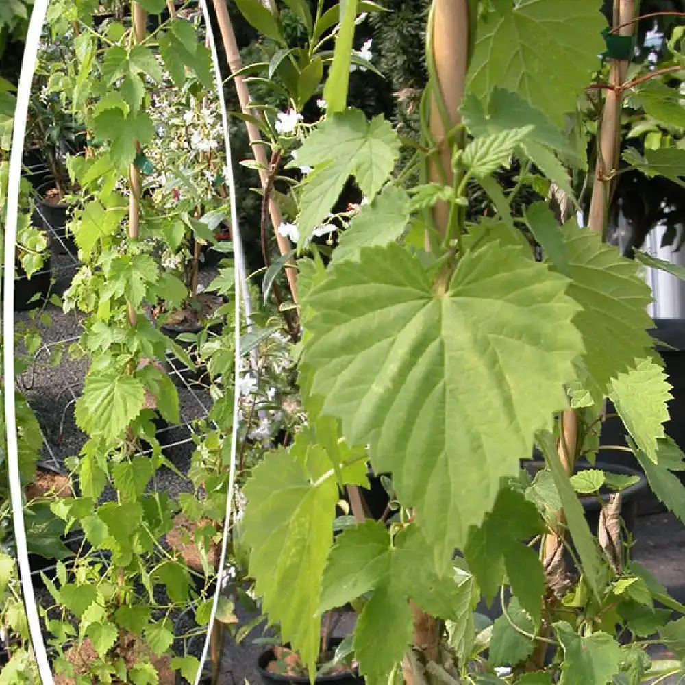 HUMULUS lupulus