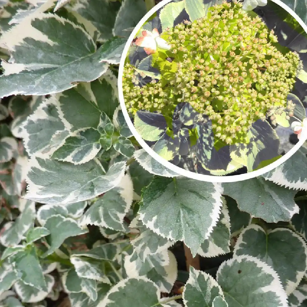 HYDRANGEA anomala ssp. petiolaris 'Silver Lining'