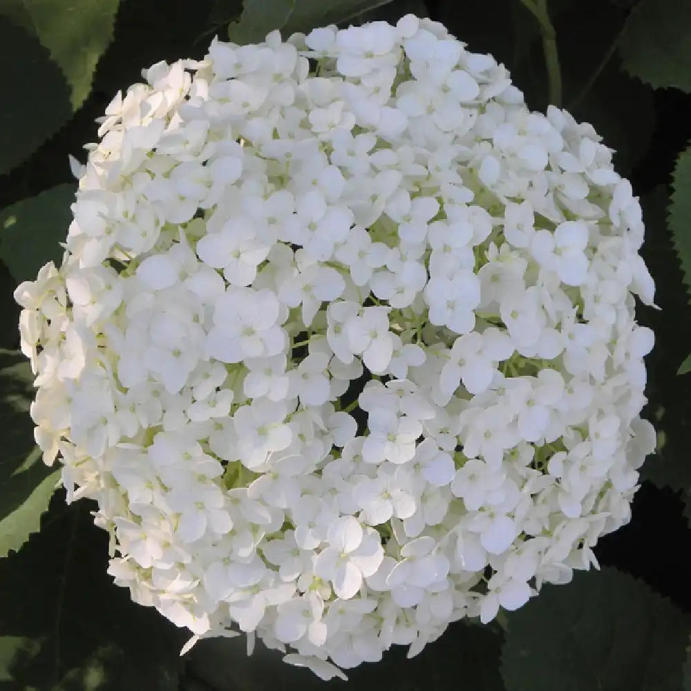 HYDRANGEA arborescens 'Annabelle'