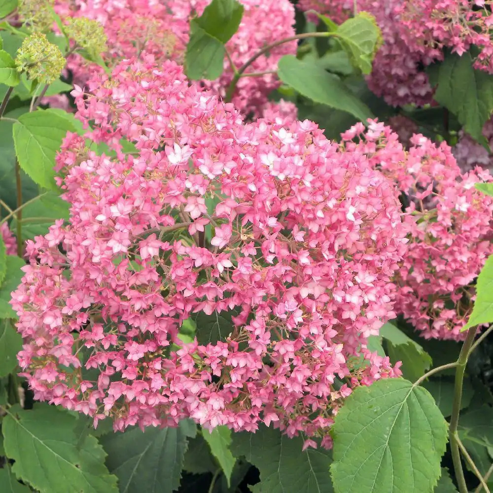 HYDRANGEA arborescens 'Bella Anna'® - Hortensia de Virginie - pépinières  Lepage Bretagne Bord de mer