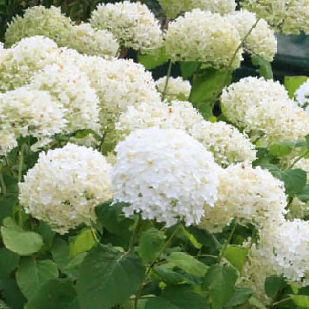 HYDRANGEA arborescens 'Bounty'