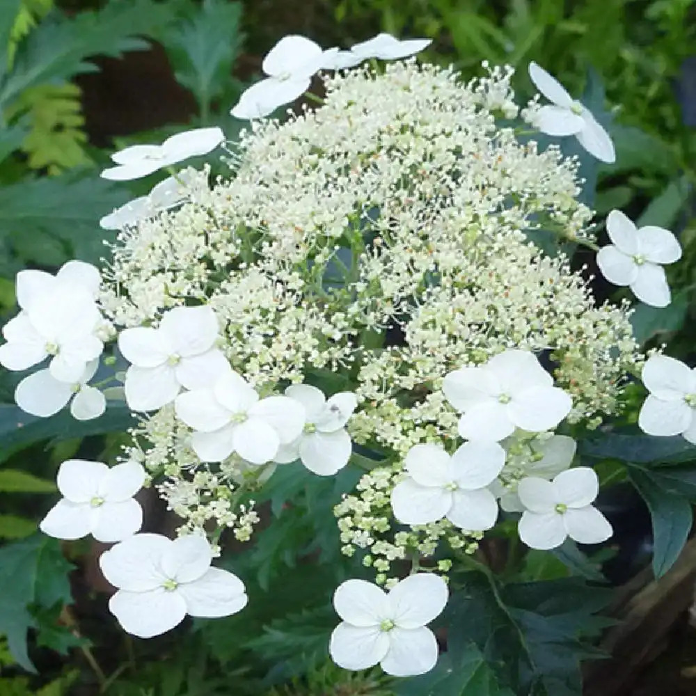 HYDRANGEA arborescens 'Emerald Lace'