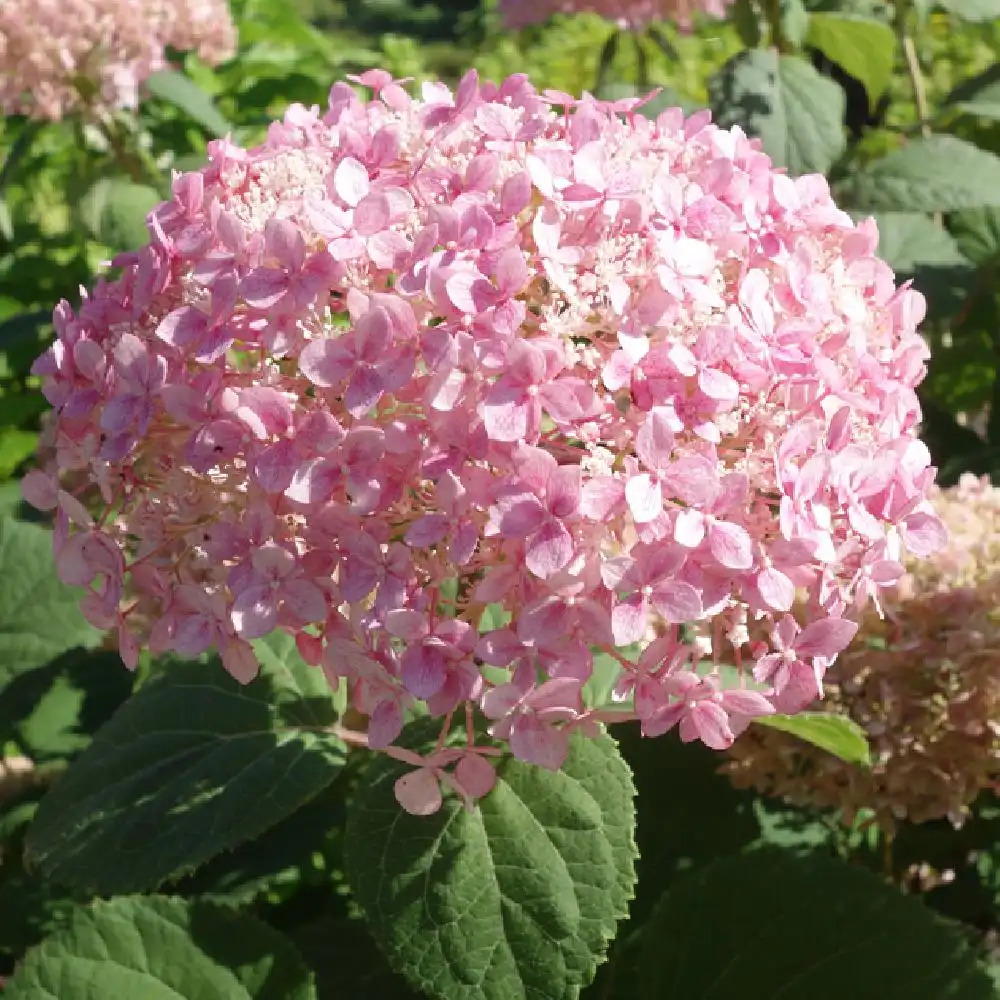 HYDRANGEA arborescens 'Invincibelle'®