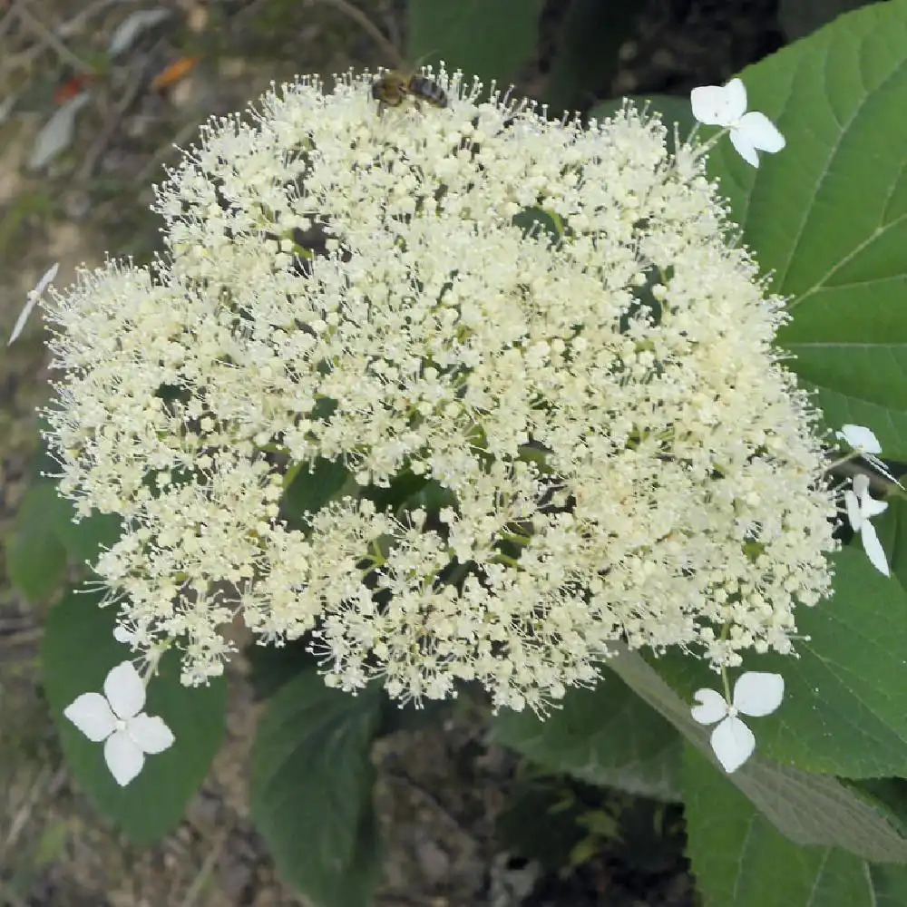 HYDRANGEA arborescens subsp. radiata