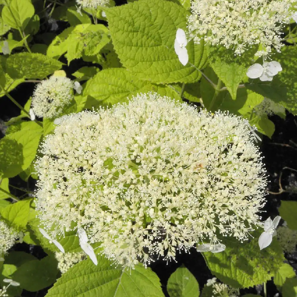 HYDRANGEA arborescens 'White Dome'