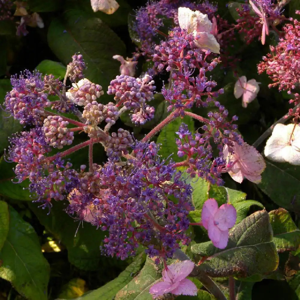 HYDRANGEA aspera 'Anthony Bullivant'