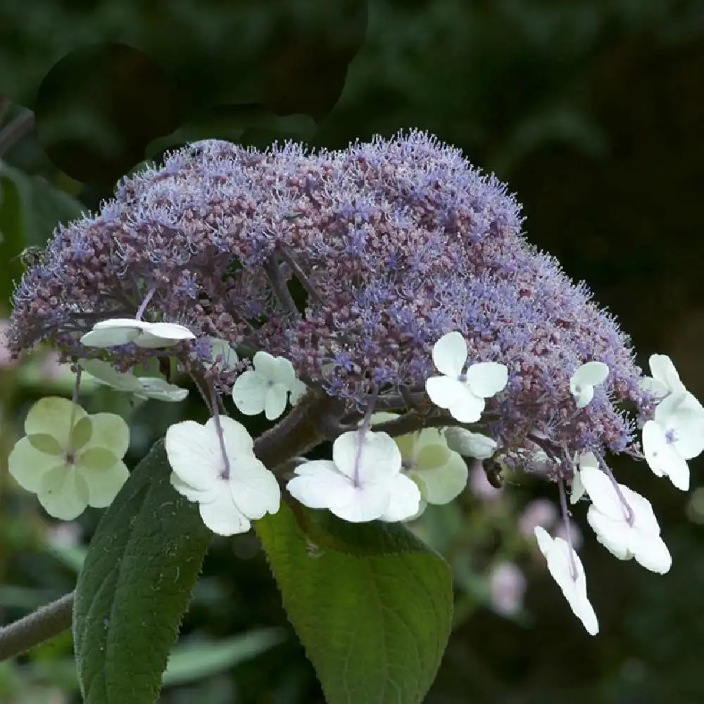 HYDRANGEA aspera 'Macrophylla'