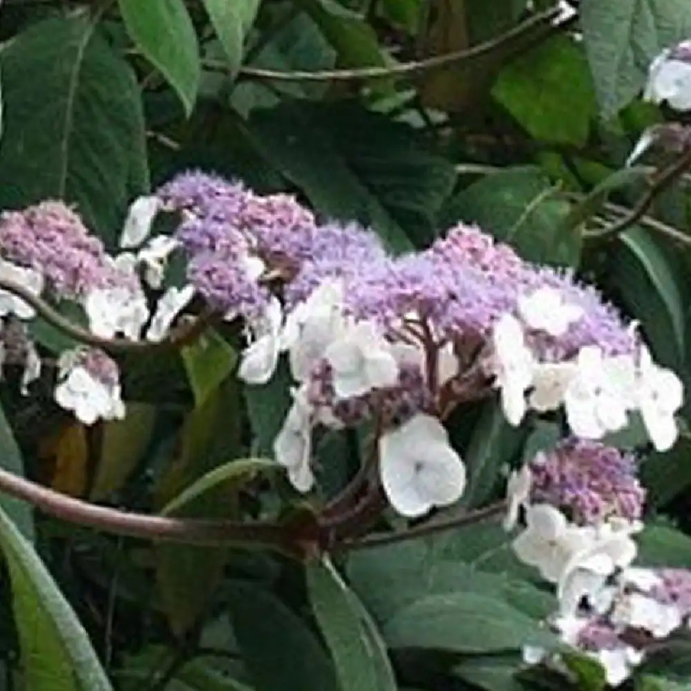 HYDRANGEA aspera 'Rocklon'