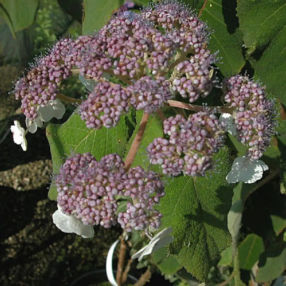 HYDRANGEA aspera subsp. sargentiana