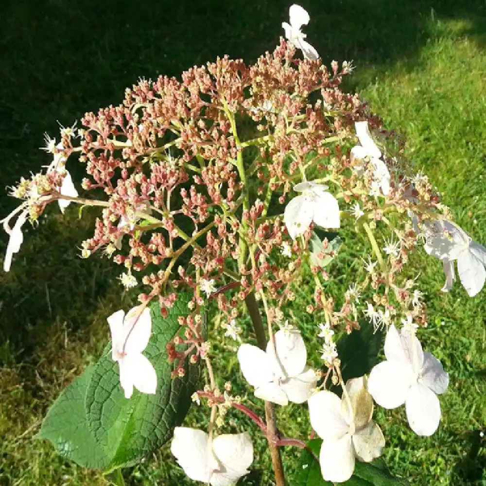 HYDRANGEA heteromalla 'Krista'