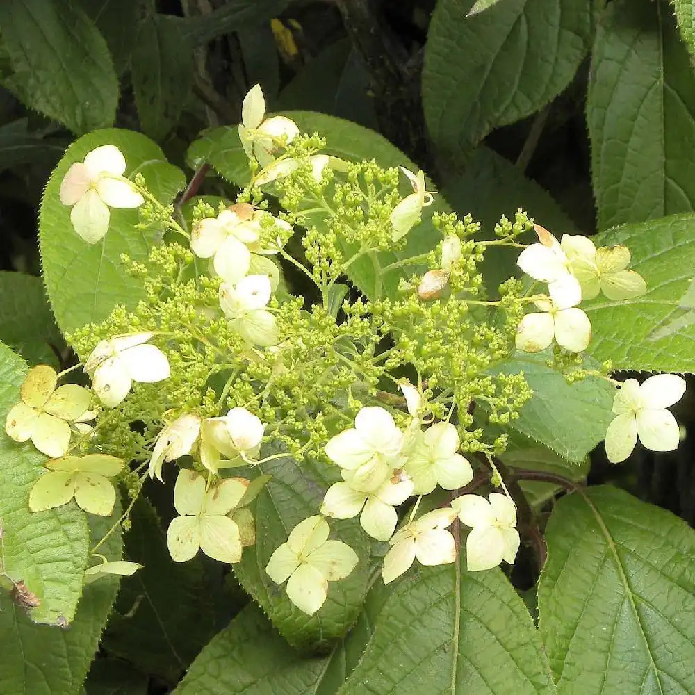 HYDRANGEA heteromalla 'Long White'