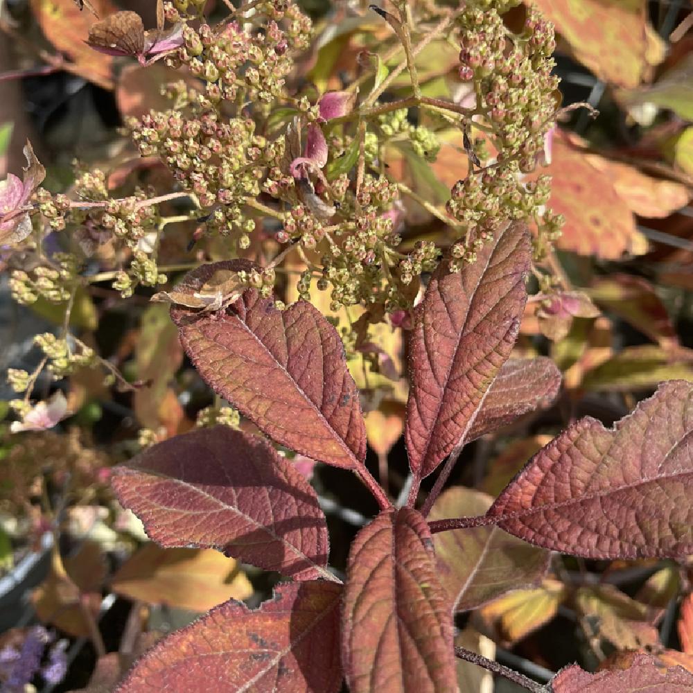 HYDRANGEA heteromalla 'Willy'