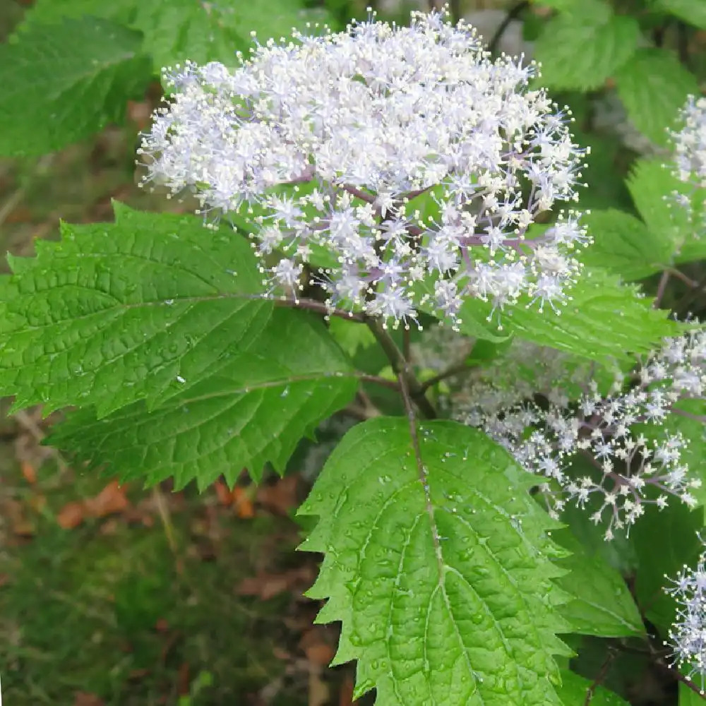 HYDRANGEA hirta