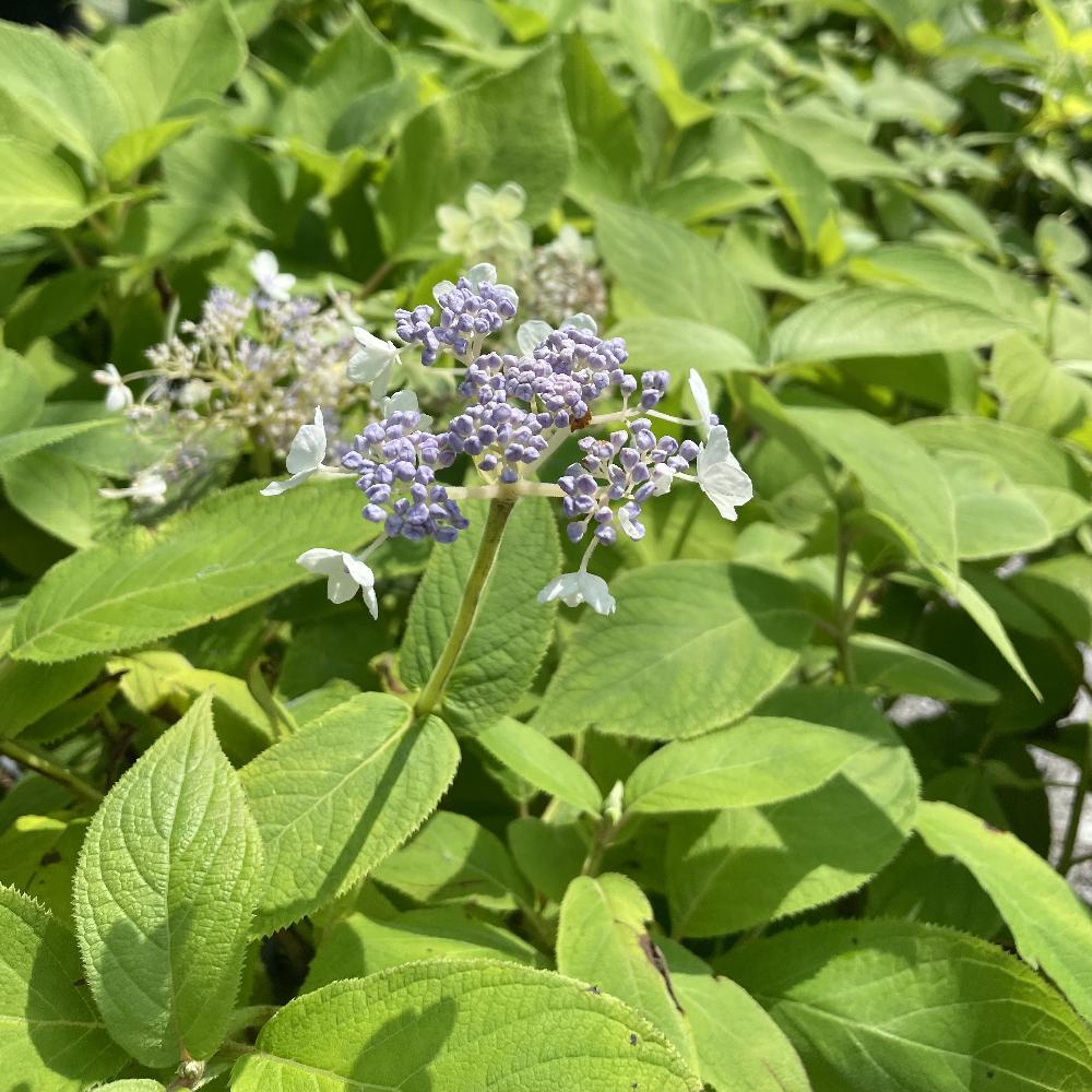 HYDRANGEA involucrata 'Late Love'