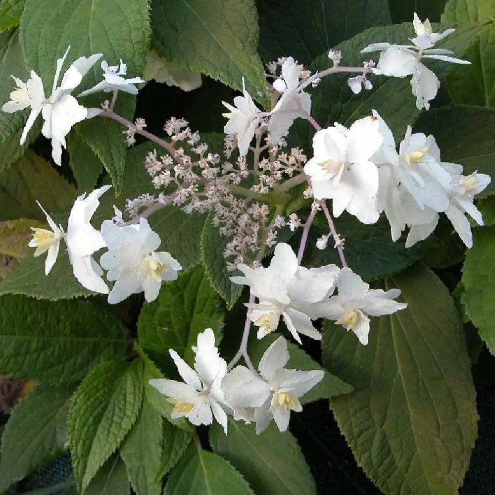 HYDRANGEA involucrata 'Mihara-kohonoe'