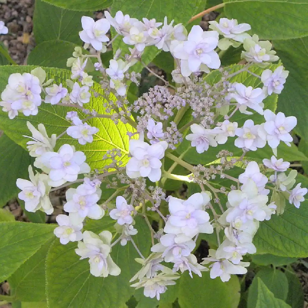 HYDRANGEA involucrata 'Tokado Yama' (='Yoraku')