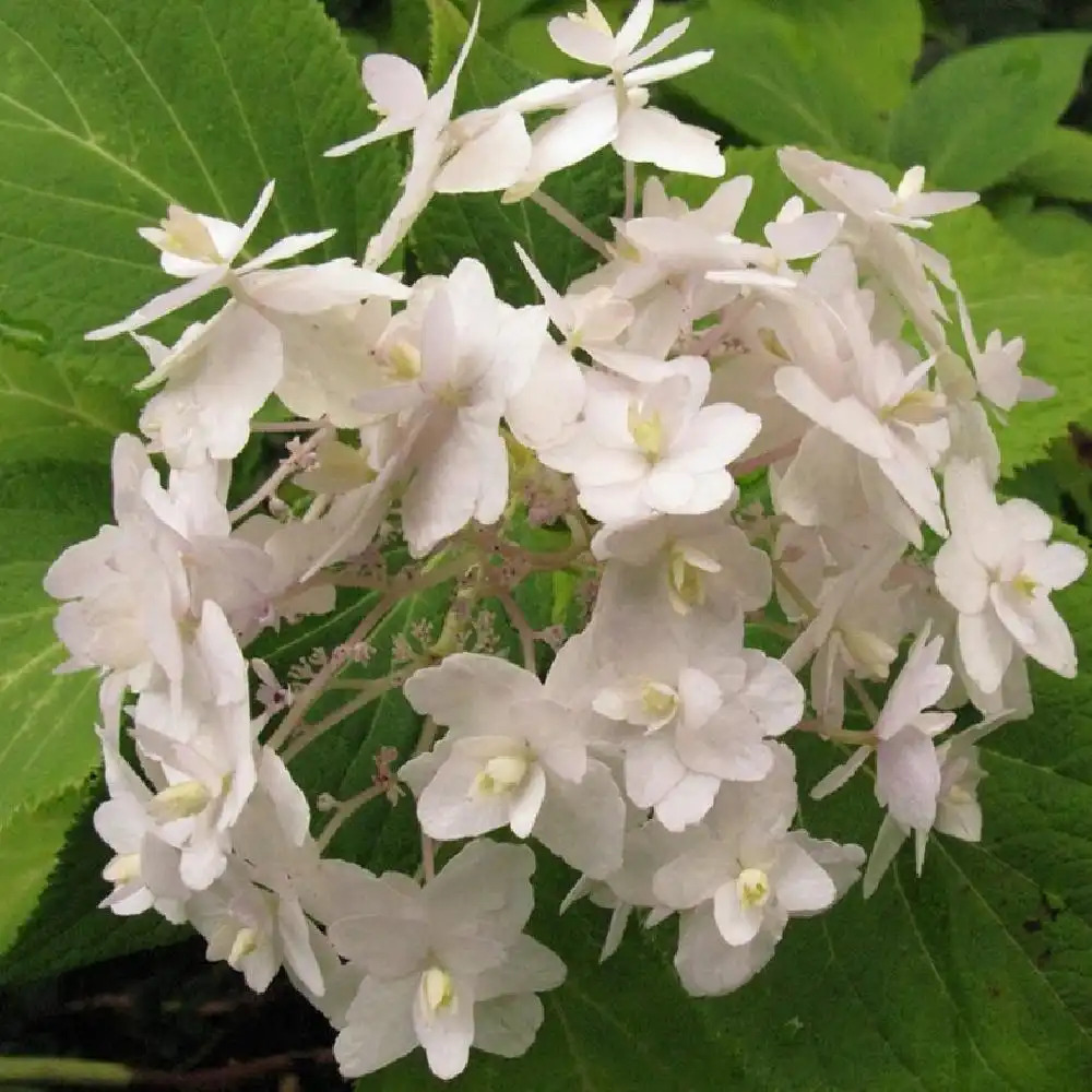 HYDRANGEA involucrata 'Yoraku Tama'