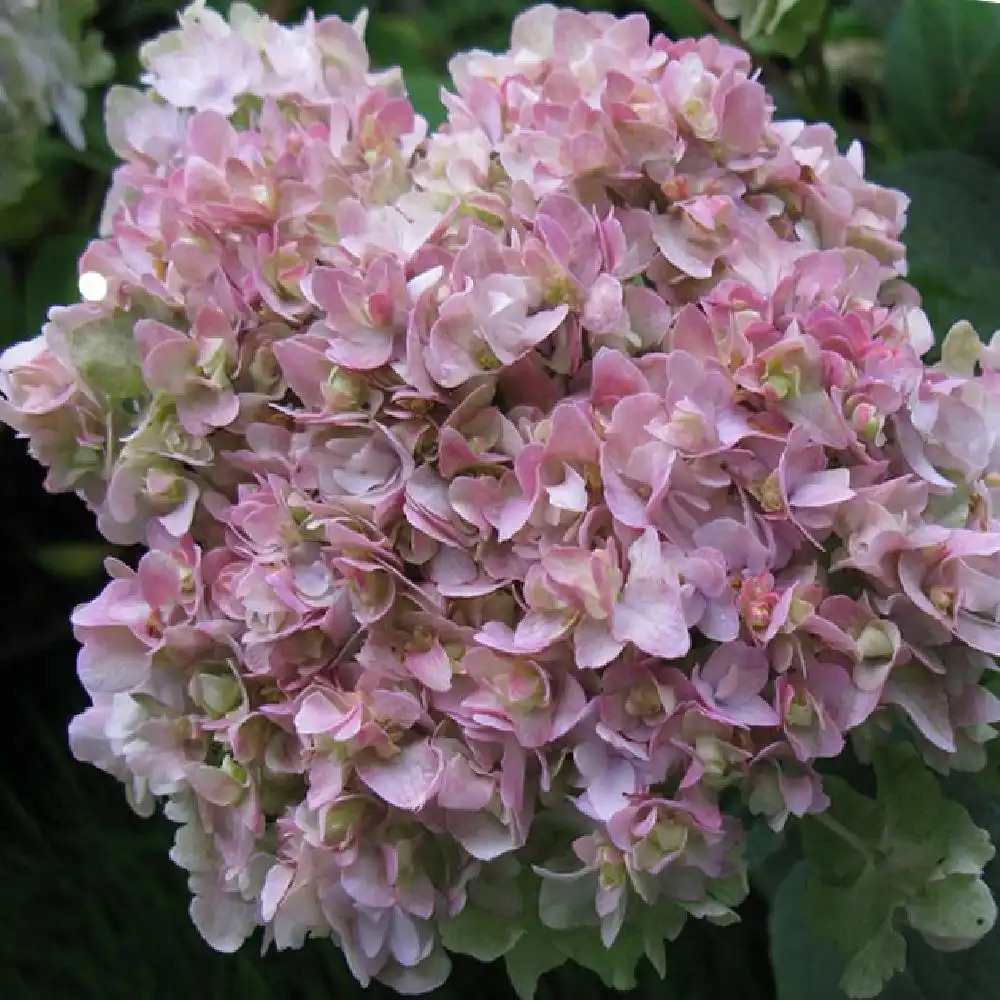 HYDRANGEA involucrata 'Yokudanka'