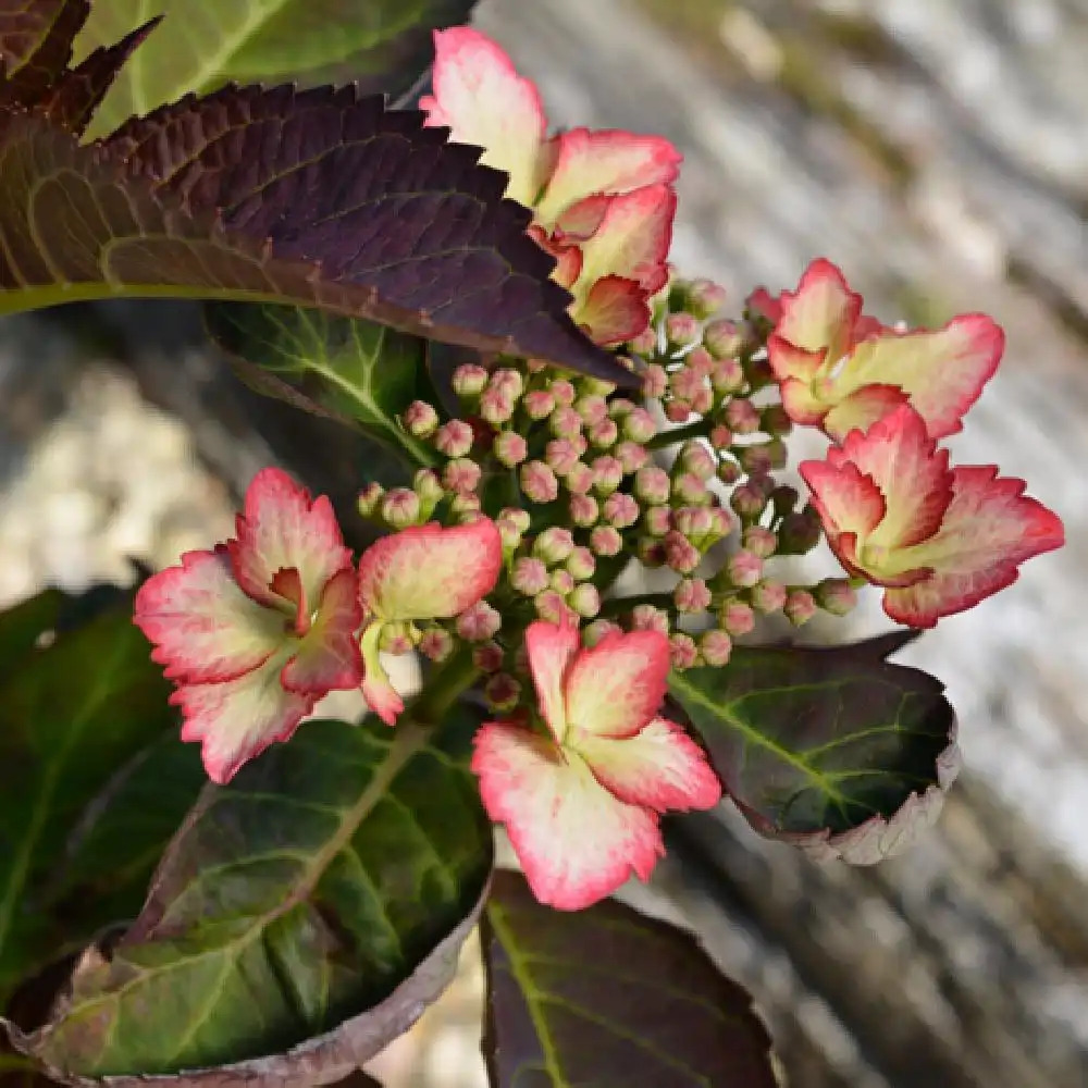 HYDRANGEA macrophylla 'Alys'