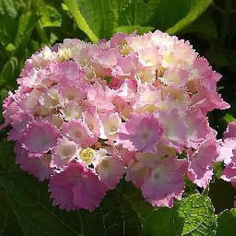 HYDRANGEA macrophylla 'Amethyst'