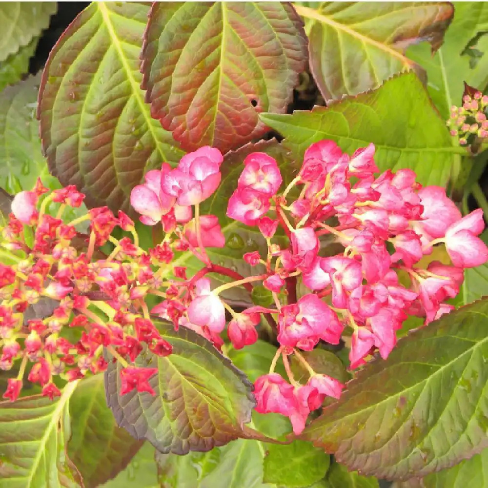 HYDRANGEA macrophylla 'Anna G.'