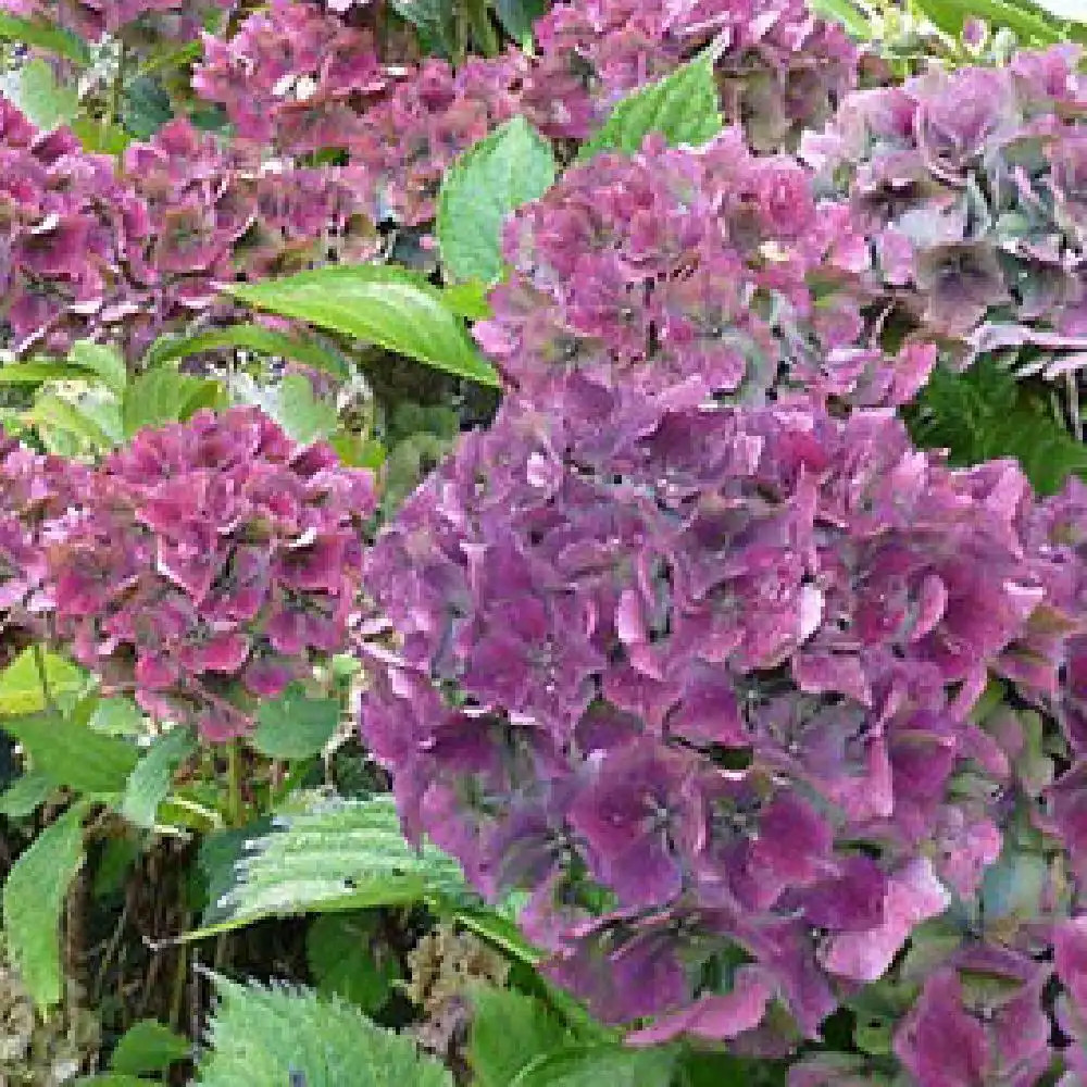 HYDRANGEA macrophylla 'Atlantica'