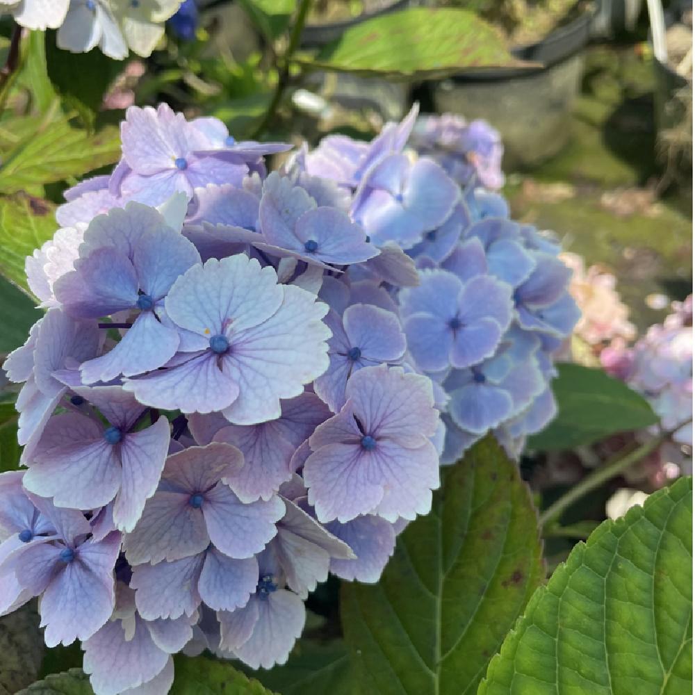 HYDRANGEA macrophylla 'Bel Alexandre'